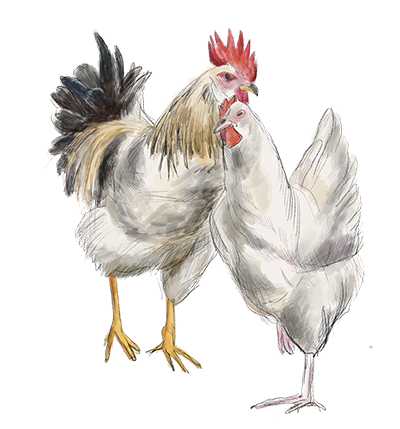 Hühner ©Felice Meer