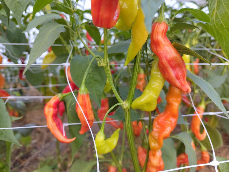 07.11.2025 Samenspediteure