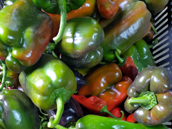 14.11.2025 Bissgrün