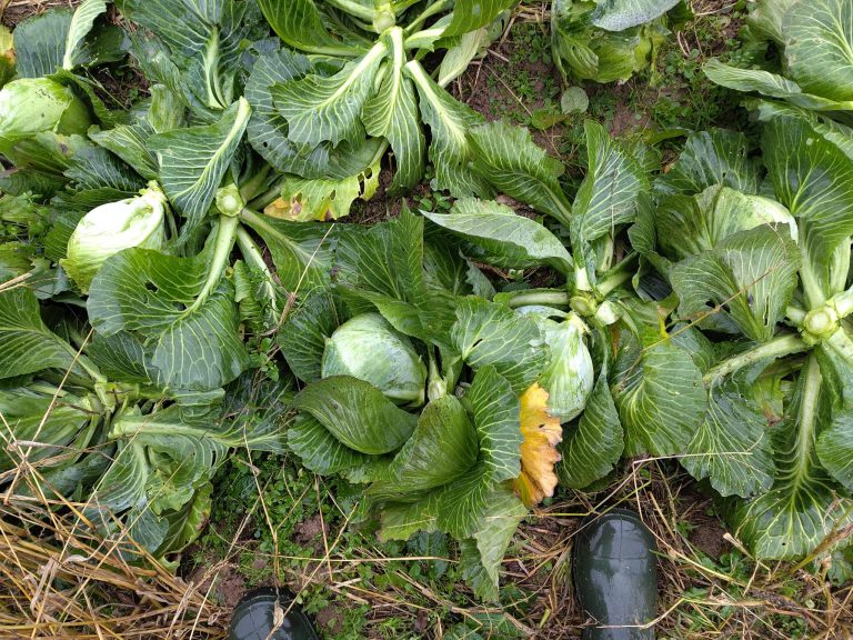 21.11.2025  Heute kurz und kalter Kohl