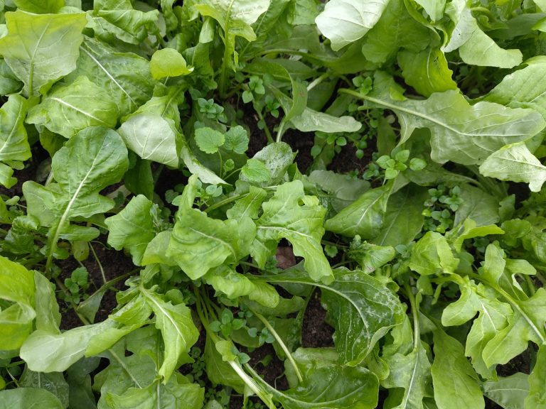 28.11.2025 Zuckerhut nicht aus Zucker, der Zuckerhut