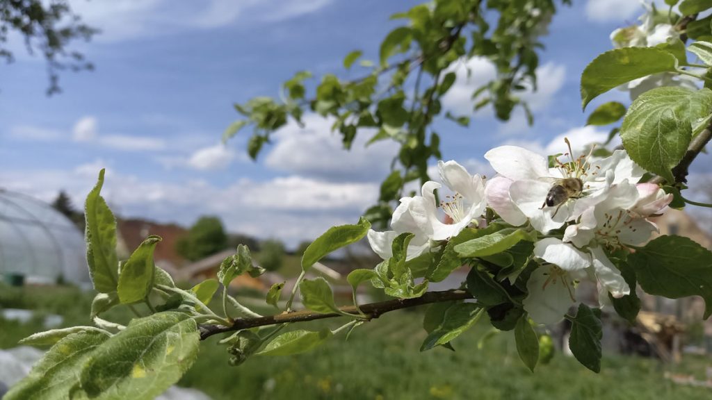 Apfelblüte in Kammerstein