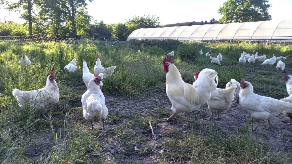 Freilaufende glückliche Hühner in Kammerstein