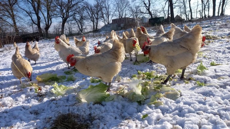 09.01.2026 Eiskalt im neuen Jahr…die Hähnchen erwischts…