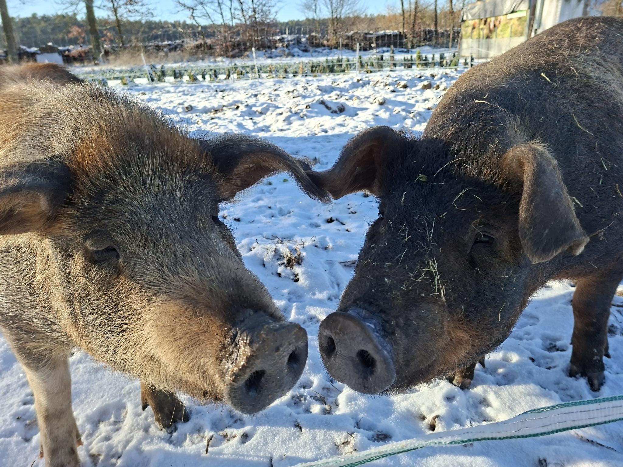 Unsere Lieblingsschweine im Winter