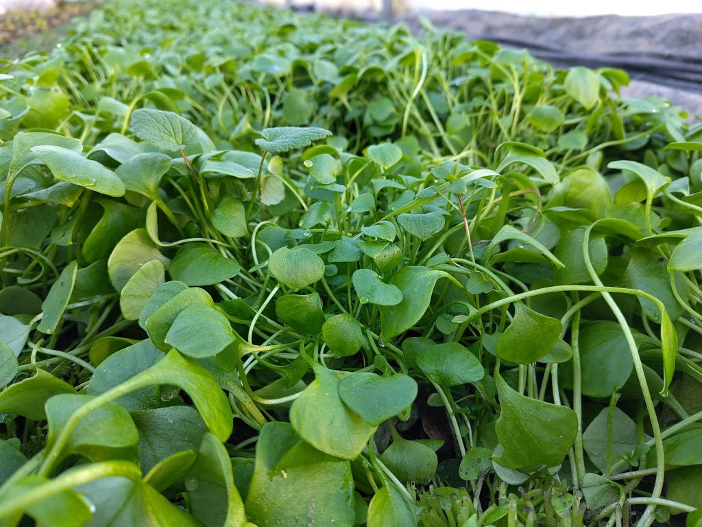 Postelein (\(Claytonia\ perfoliata\)), auch bekannt als Winterportulak oder Tellerkrau