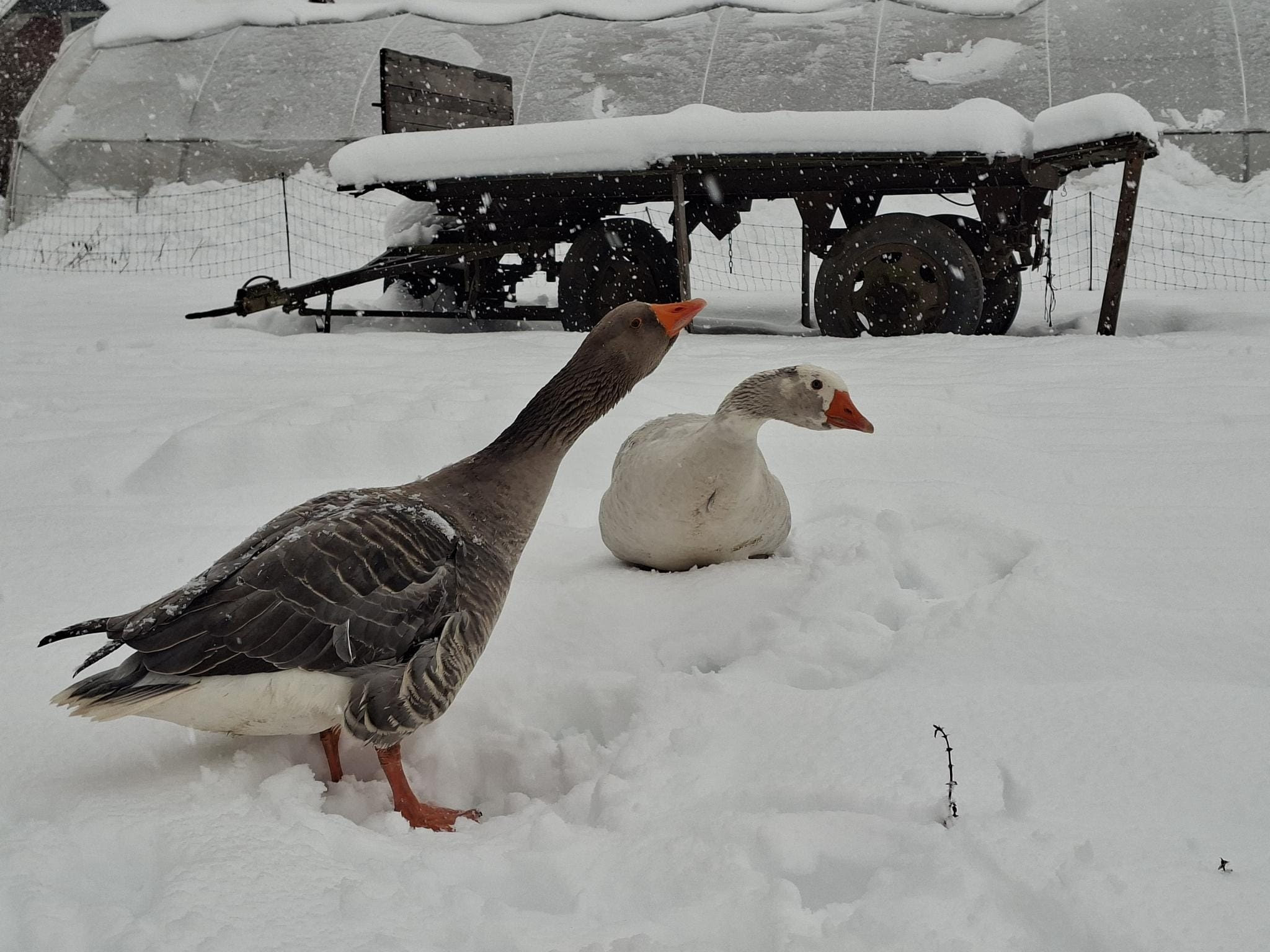 Gänse im Winter auf dem Hof der Alawi Kammerstein