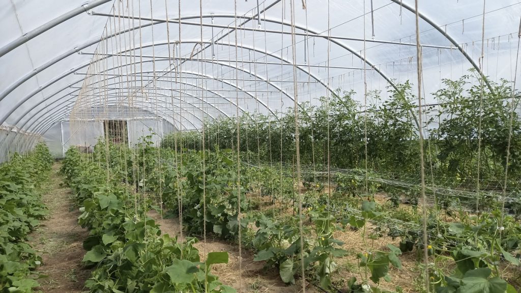 Alawi Folientunnel voll bepflanzt