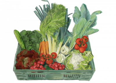 die Gemüsekiste für alle Ernteteiler:innen der alawi Am Hof