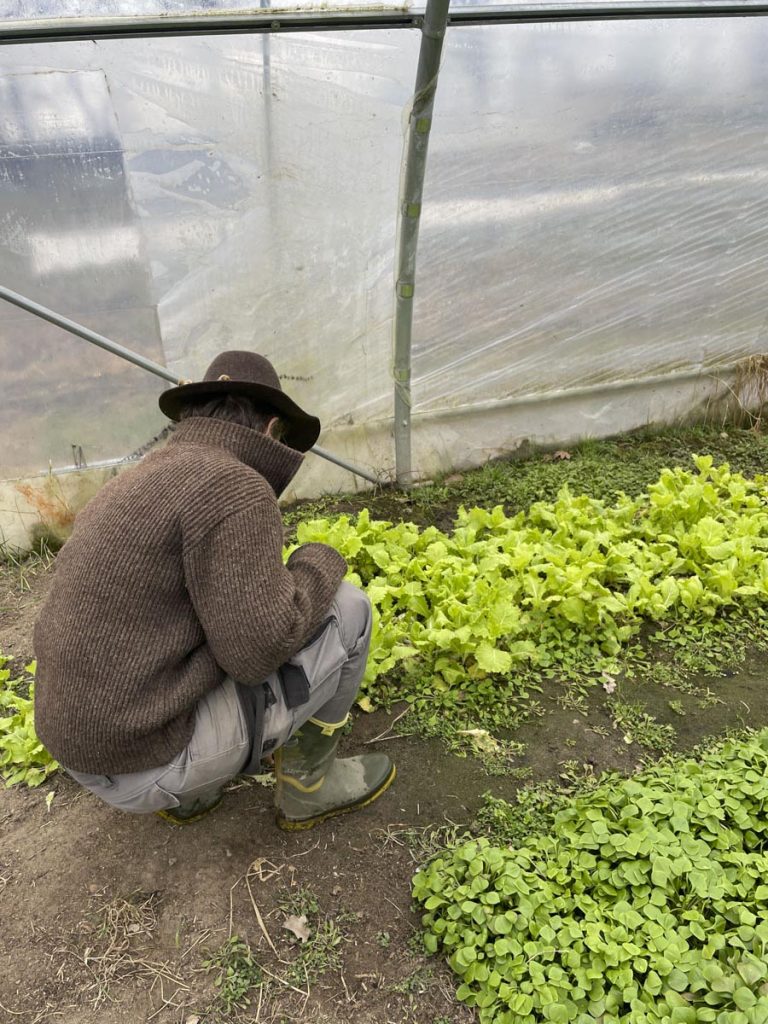 ingrid Dullnig kümmert sich um die Jungpflanzen