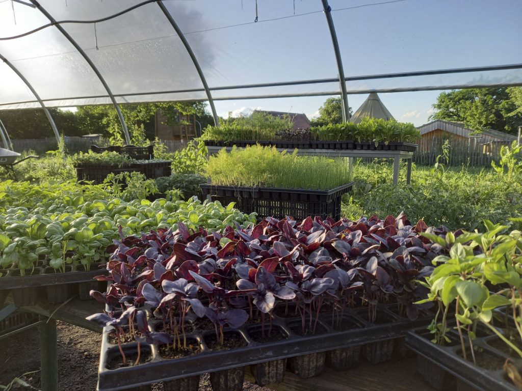 Jungpflanzen im Folientunnel