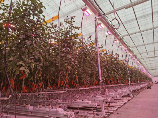 Auf dem Foto seht ihr die Alternative zum Wintergemüseanbau. Das Foto ist von Anfang Dezember, von Ingrids letzter Gemüseschulexkursion zu einem großen Betrieb in der Nähe.