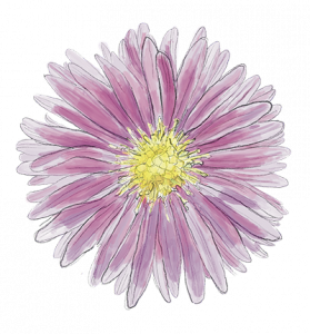 Handgezeichnete Illustration Asternblüte Verein: Alternative Landwirtschaft in Kammerstein | Am Hof
