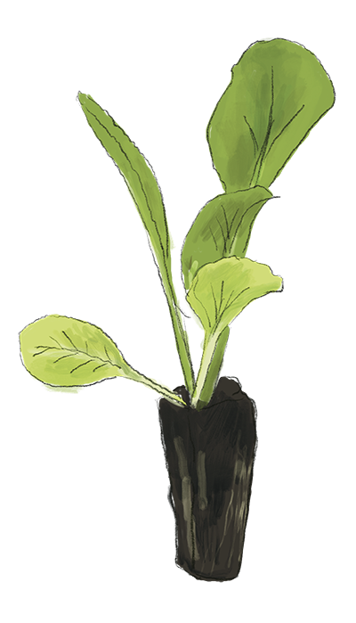 Illustration Chinakohl Jungpflanze, Jungpflanzenmarkt