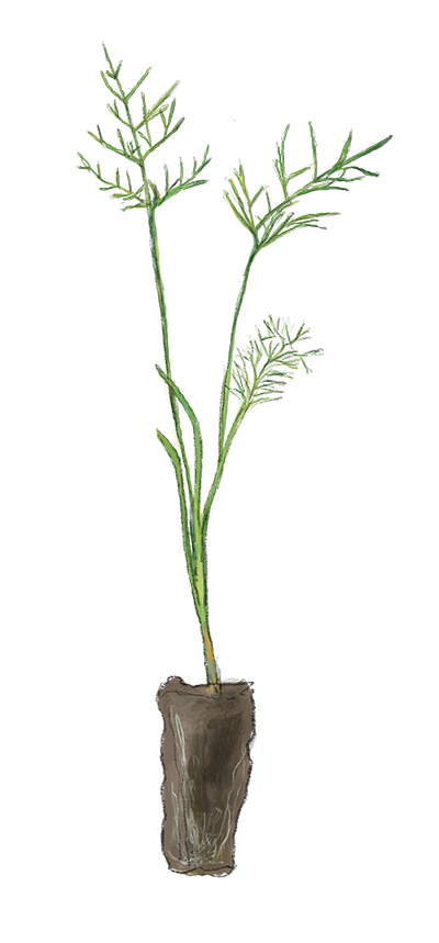 Illustration Fenchel Jungpflanze, Jungpflanzenmarkt