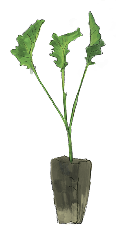 Illustration Grünkohl Jungpflanze, Jungpflanzenmarkt