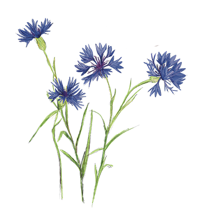 Handgezeichnete Illustration Kornblumen