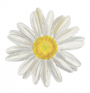 Handgezeichnete Illustration Margarite