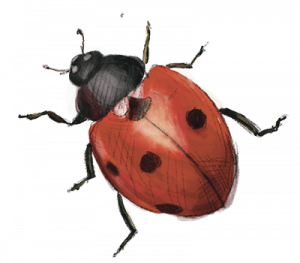 Handgezeichnete Illustration Mariechenkäfer krabbelnd