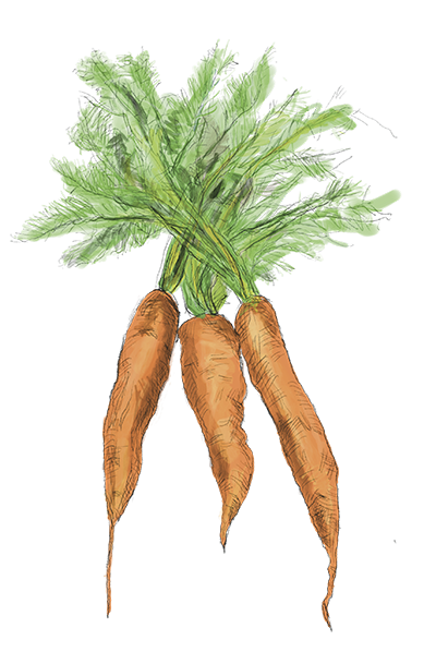 Illustration Möhren für die Ernteteilerkiste