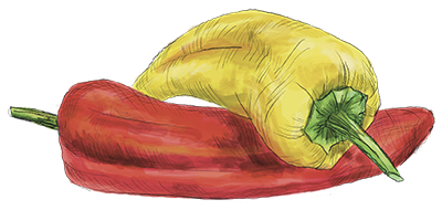 Illustration Paprika für die Ernteteilerkiste