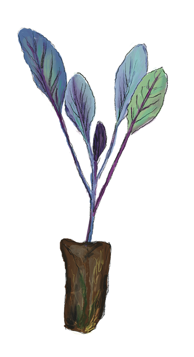 Illustration Rotkohl Jungpflanze, Jungpflanzenmarkt