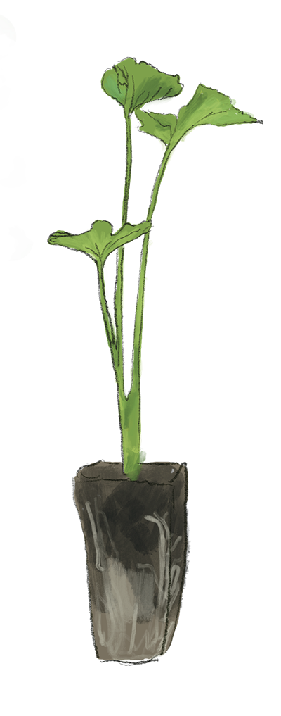 Illustration SellerieJungpflanze, Jungpflanzenmarkt