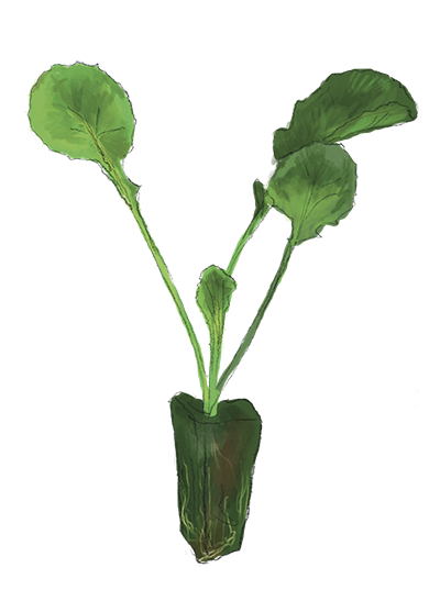 Illustration Steckrübe Jungpflanze, Jungpflanzenmarkt