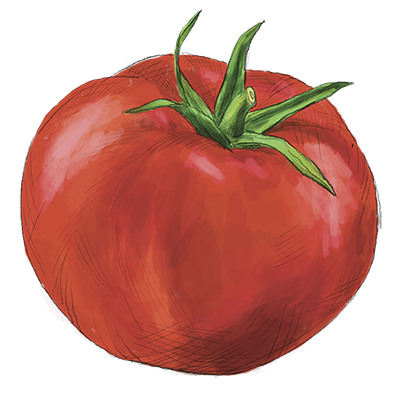 Handgezeichnete Illustration Tomate für die Gemüsekiste