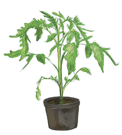 Tomaten Jungpflanze, Jungpflanzenmarkt