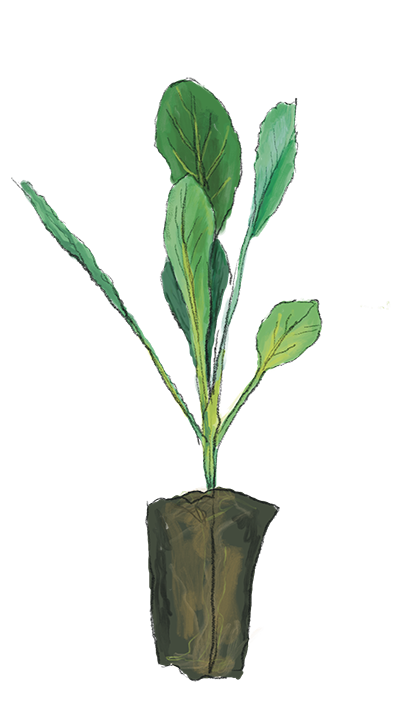 Illustration Weisskohl Jungpflanze, Jungpflanzenmarkt