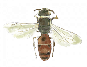 Handgezeichnete Illustration Wildbiene Verein Alternative Landwirtschaft Kammerstein