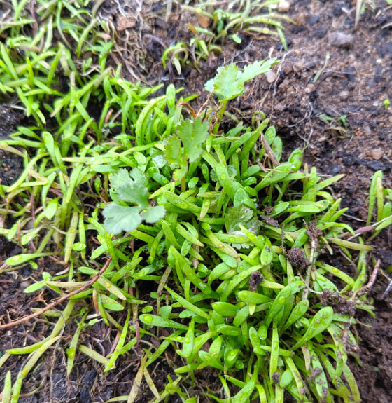 Das wächst im Folientunnel
