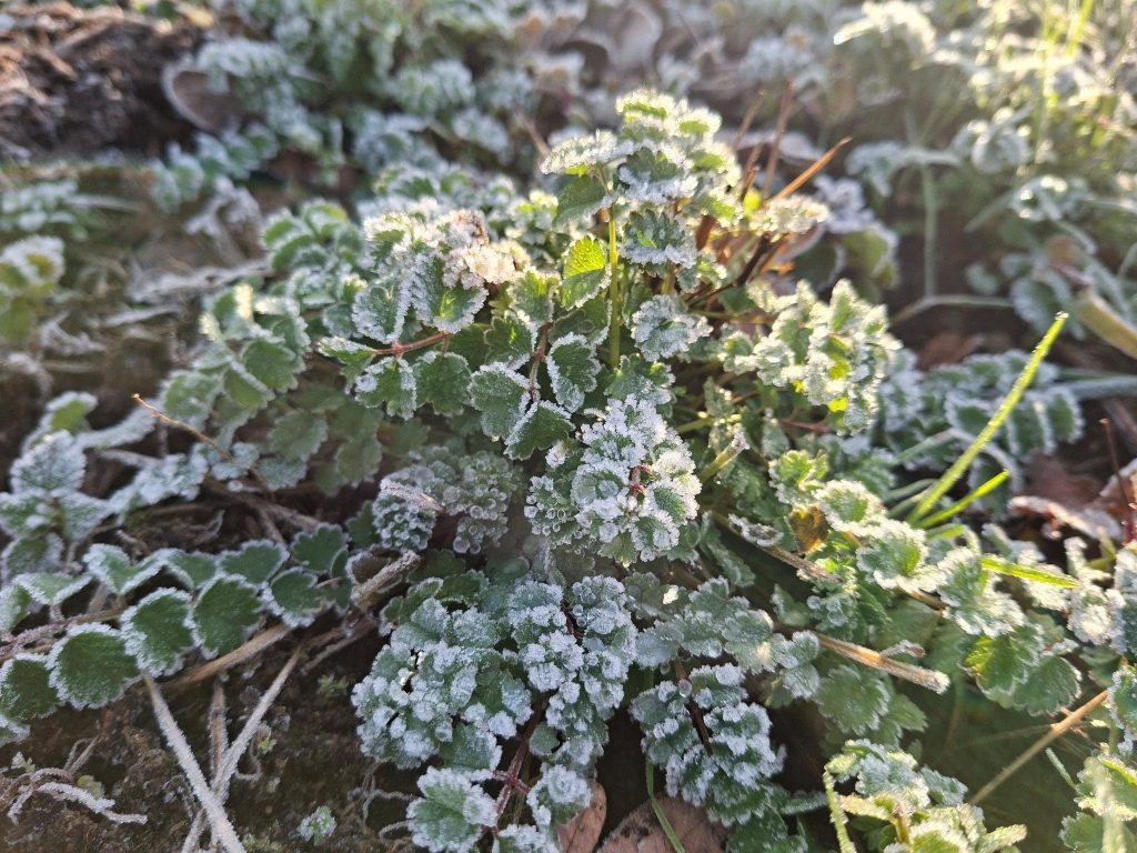 Wintersalat für die Gemüsekiste
