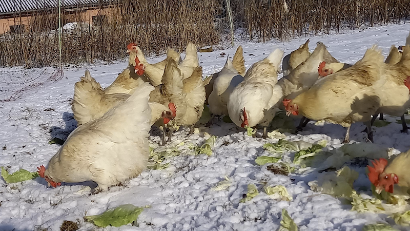 zweinutzungshühner in Kammerstein