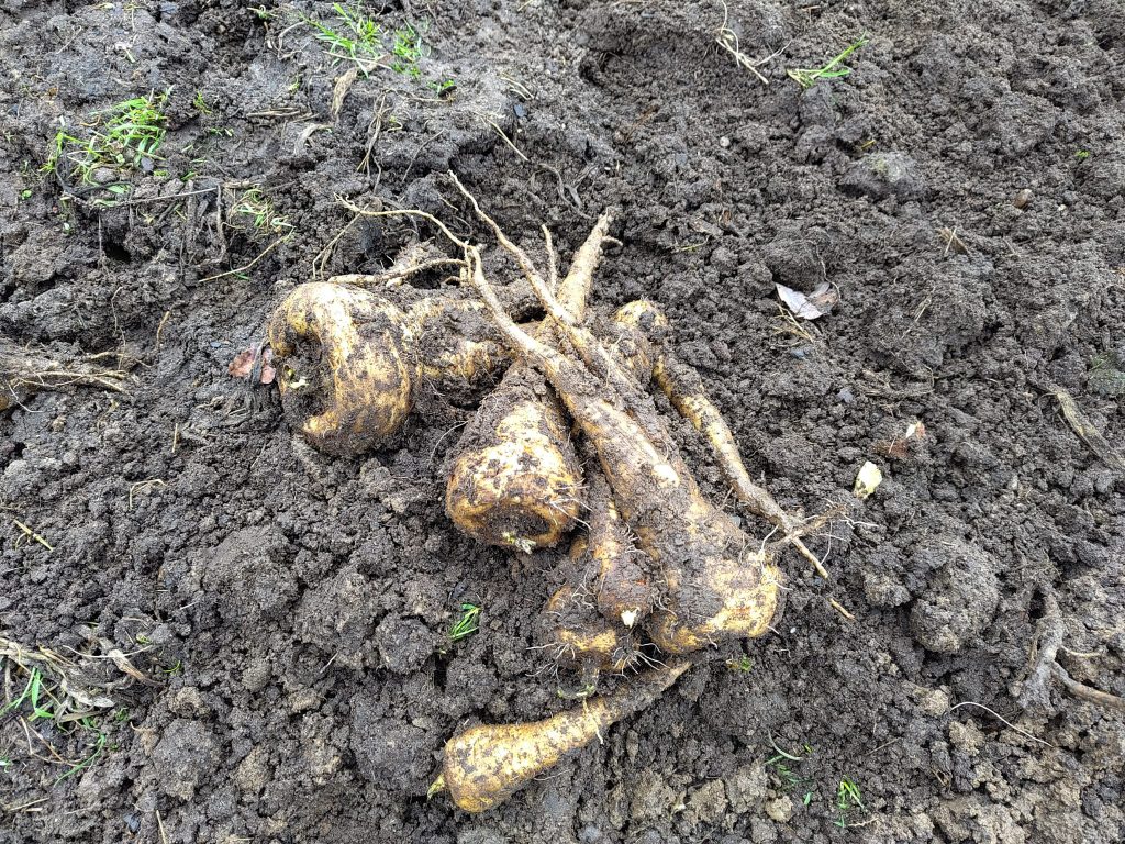 Pastinaken, vom Frost gesüßt