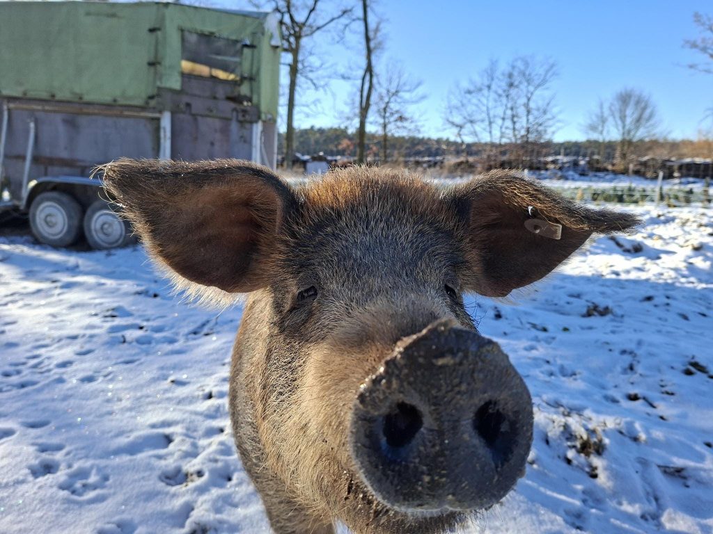 Eines unserer schwiene, die die Hühner schützen sollen