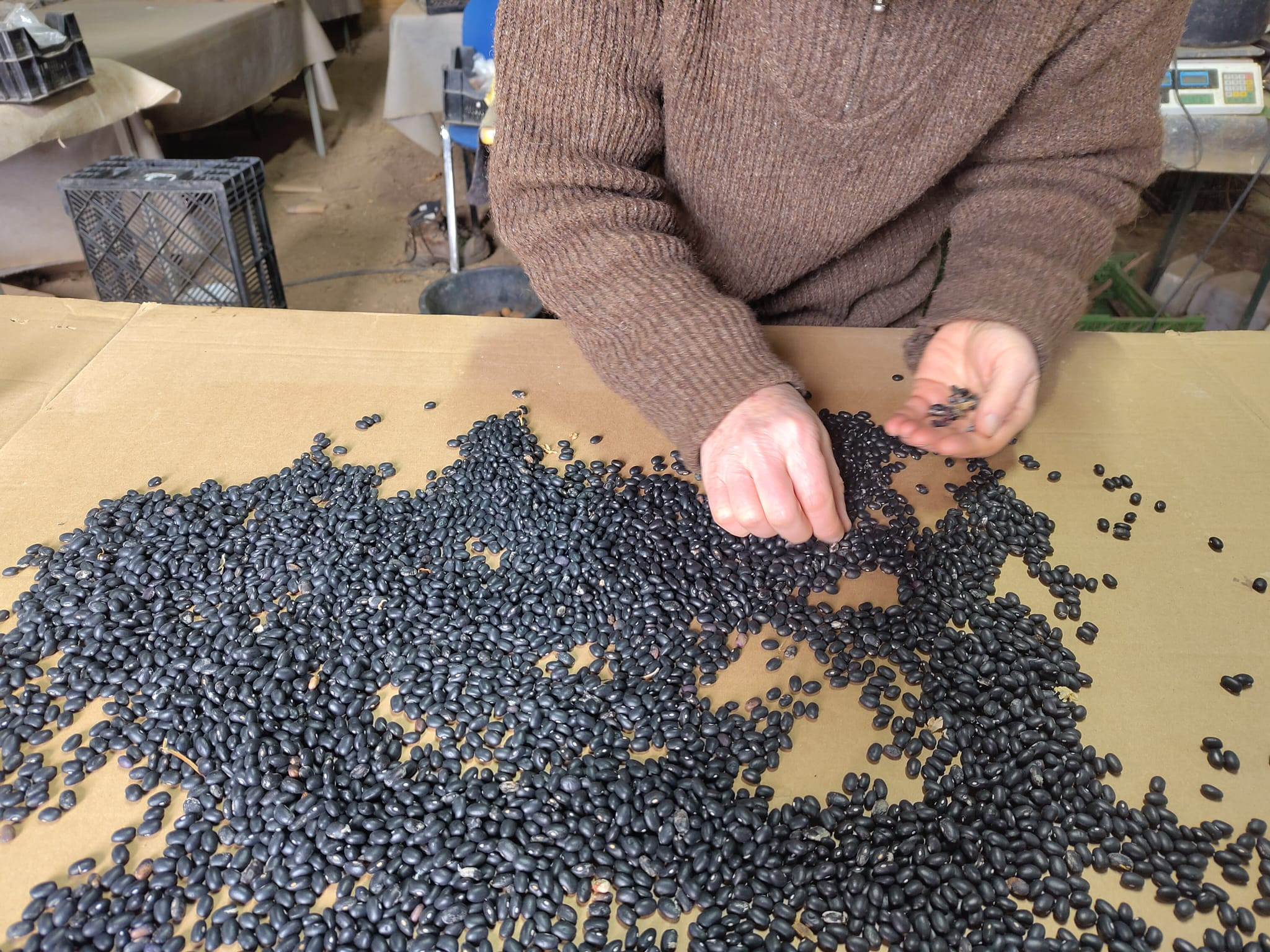 Getrochnete Bohnen per hand auslesen statt automatisch dreschen