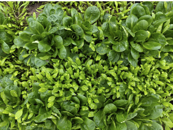 Postelein und andere Salate im Folienbeet