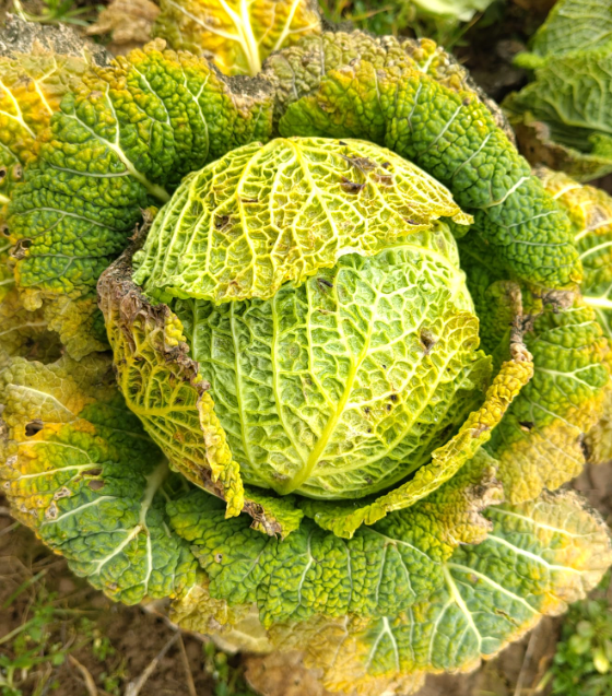 Wirsingkohl direkt aus dem Winterbeet