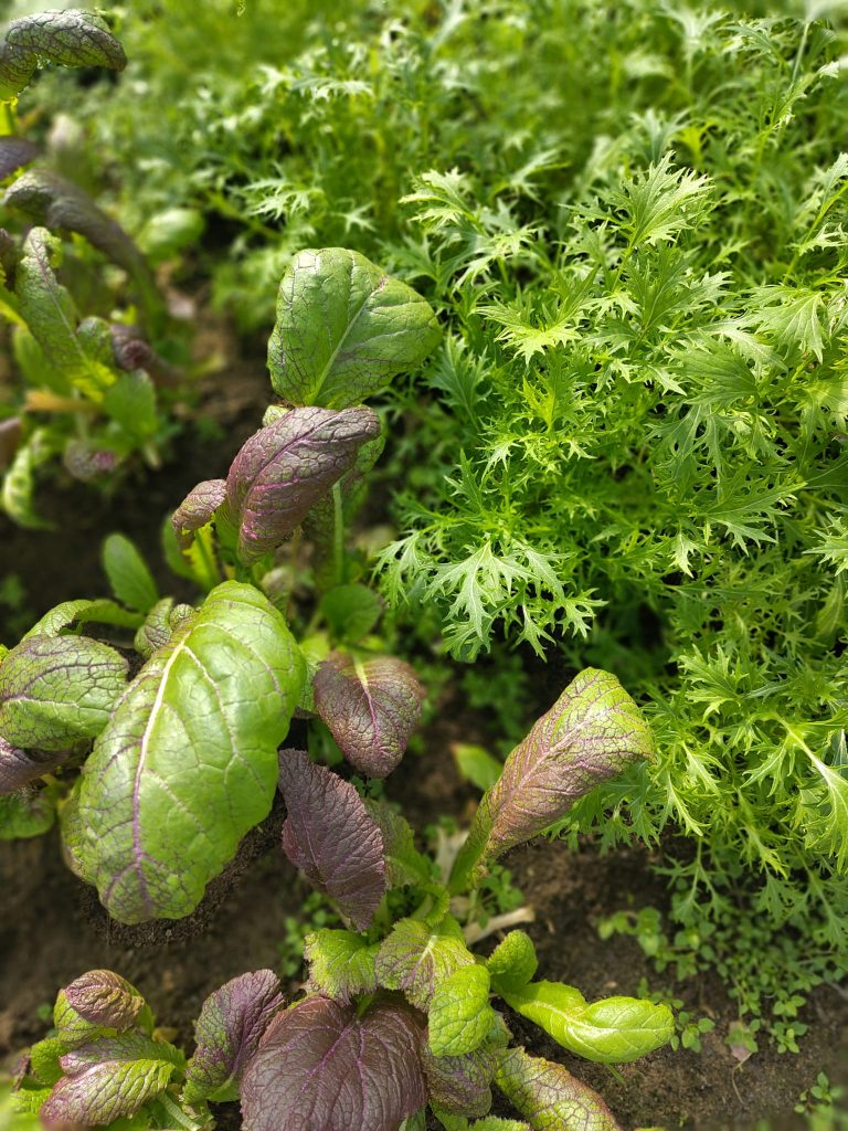 Asiasalate im Sonnenschein im Folientunnel