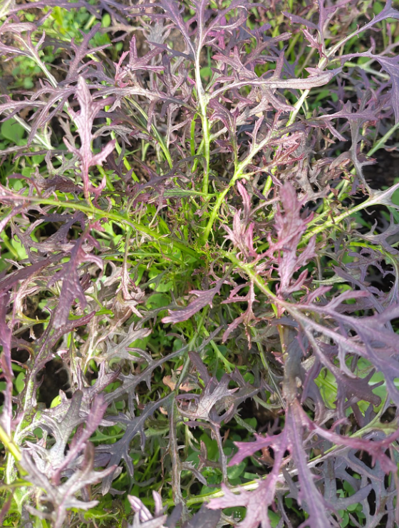 Kerbeldressing für Salat