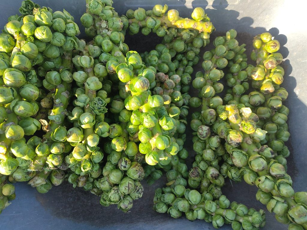 Rosenkohl in der gEmüsekiste