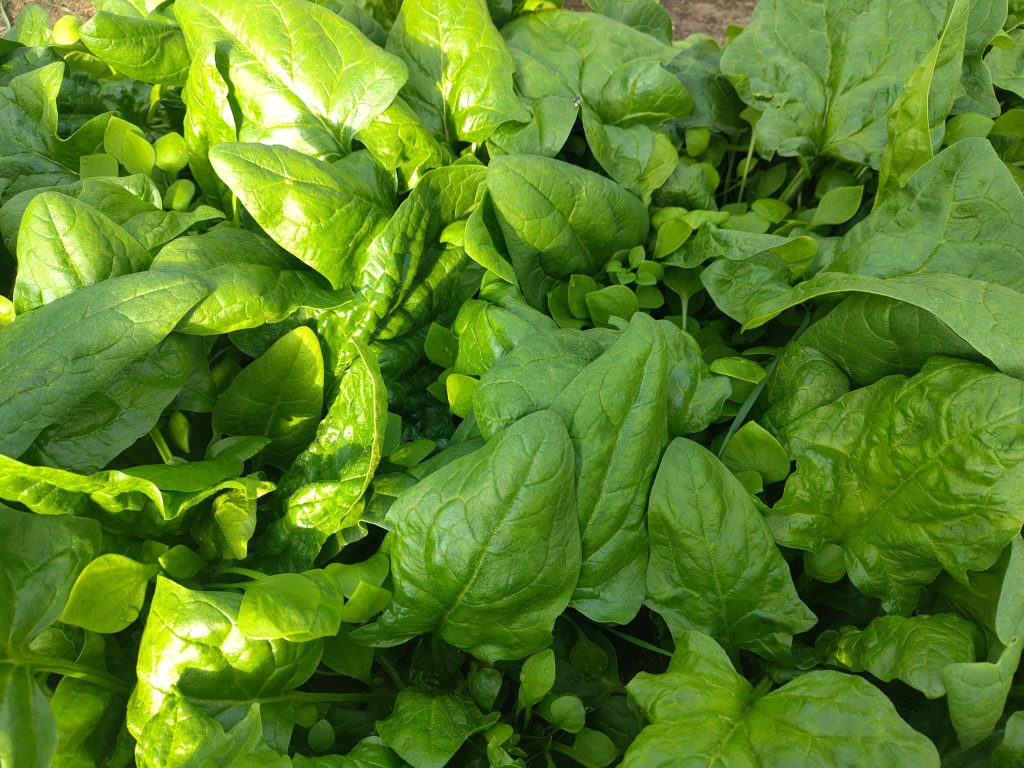 Spinat und Postelein aus dem Market garden