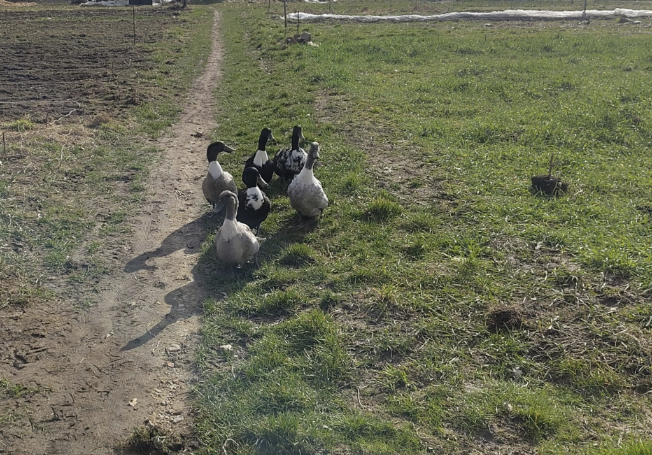 Gänse sind so wichtig für die Bodengesundheit in der Market garden wirtschaft