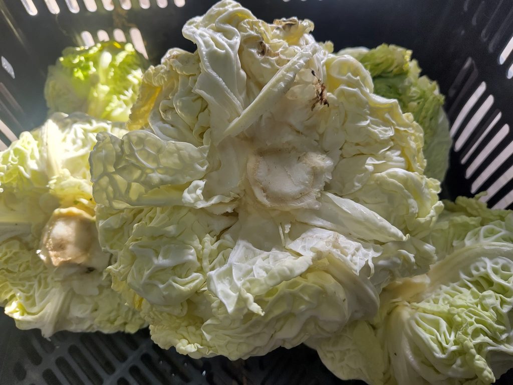 Wirsingkohl in der ERntekiste