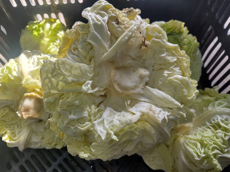 Wirsingkohl in der ERntekiste