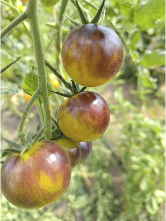 Alte Sorten als Samen bestellen: Tomaten