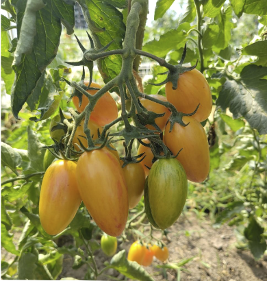 Alte Sorten als Samen bestellen: Toamten