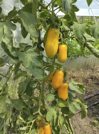 Alte Sorten als Samen bestellen: Tomaten